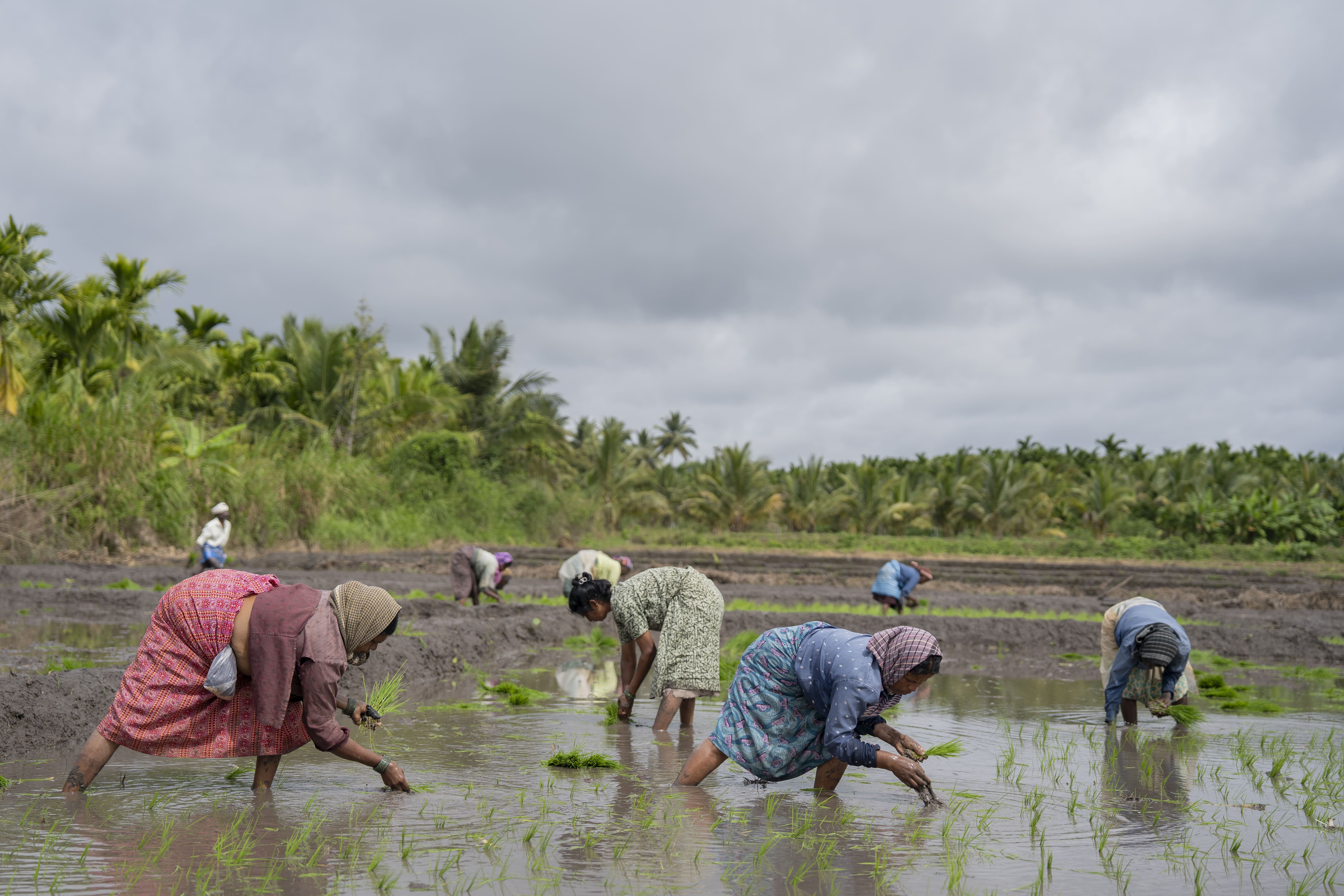Workers sowing rice saplings, Rathnapuri village, Hunsur Taluk, Mysuru district, Karnataka. In the flooded paddy fields, workers plant rice barefoot to maintain balance on the slippery ground, leaving them vulnerable to snakebites hidden beneath the water.