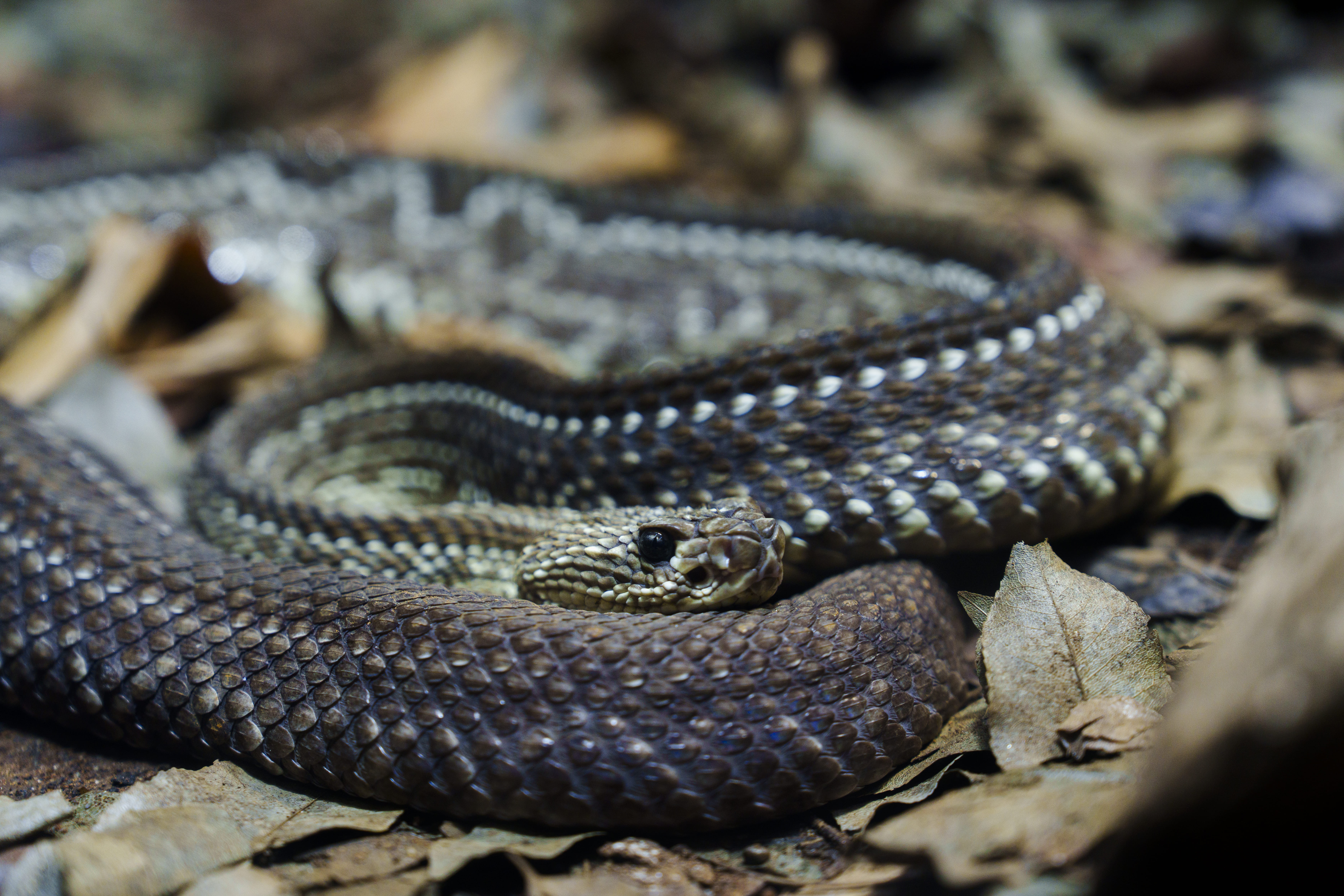 South American rattlesnake (Crotalus durissus terrificus), Brazil. This species delivers a potent neurotoxic bite capable of causing paralysis and death, underscoring the importance of rapid access to antivenom treatment.