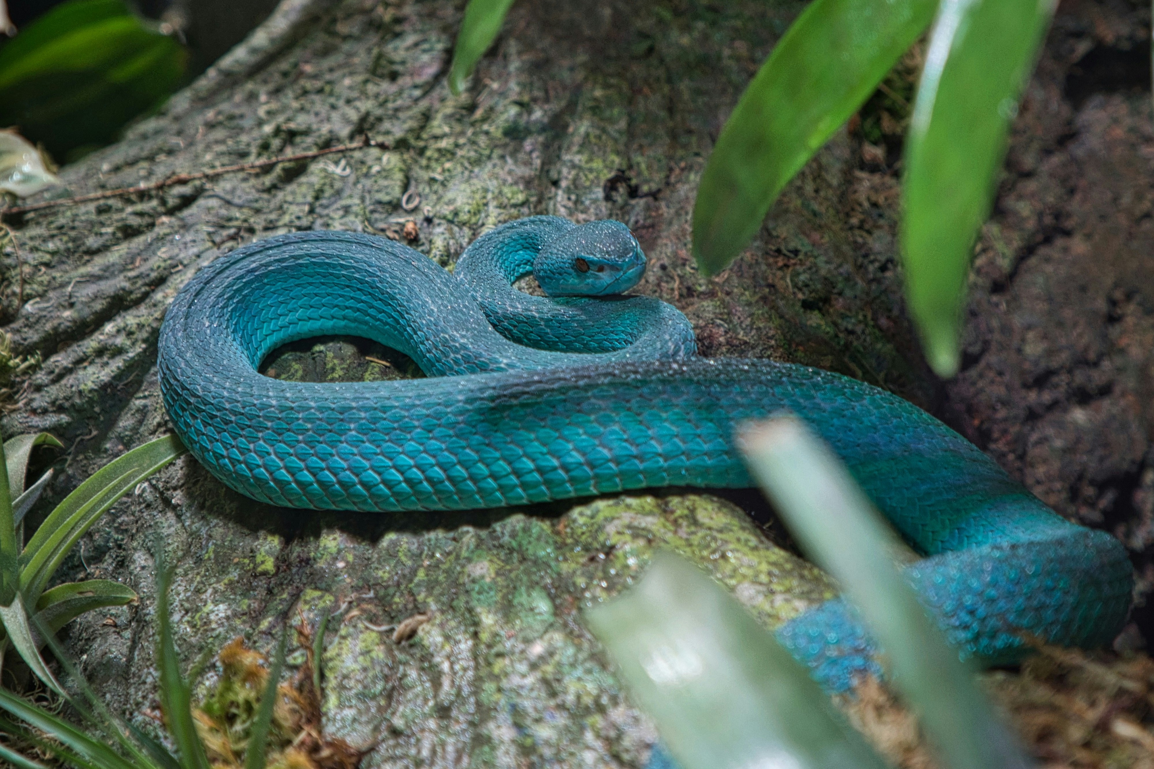 A vibrant, solid turquoise-blue pit viper coiled neatly on a mossy, textured tree trunk.