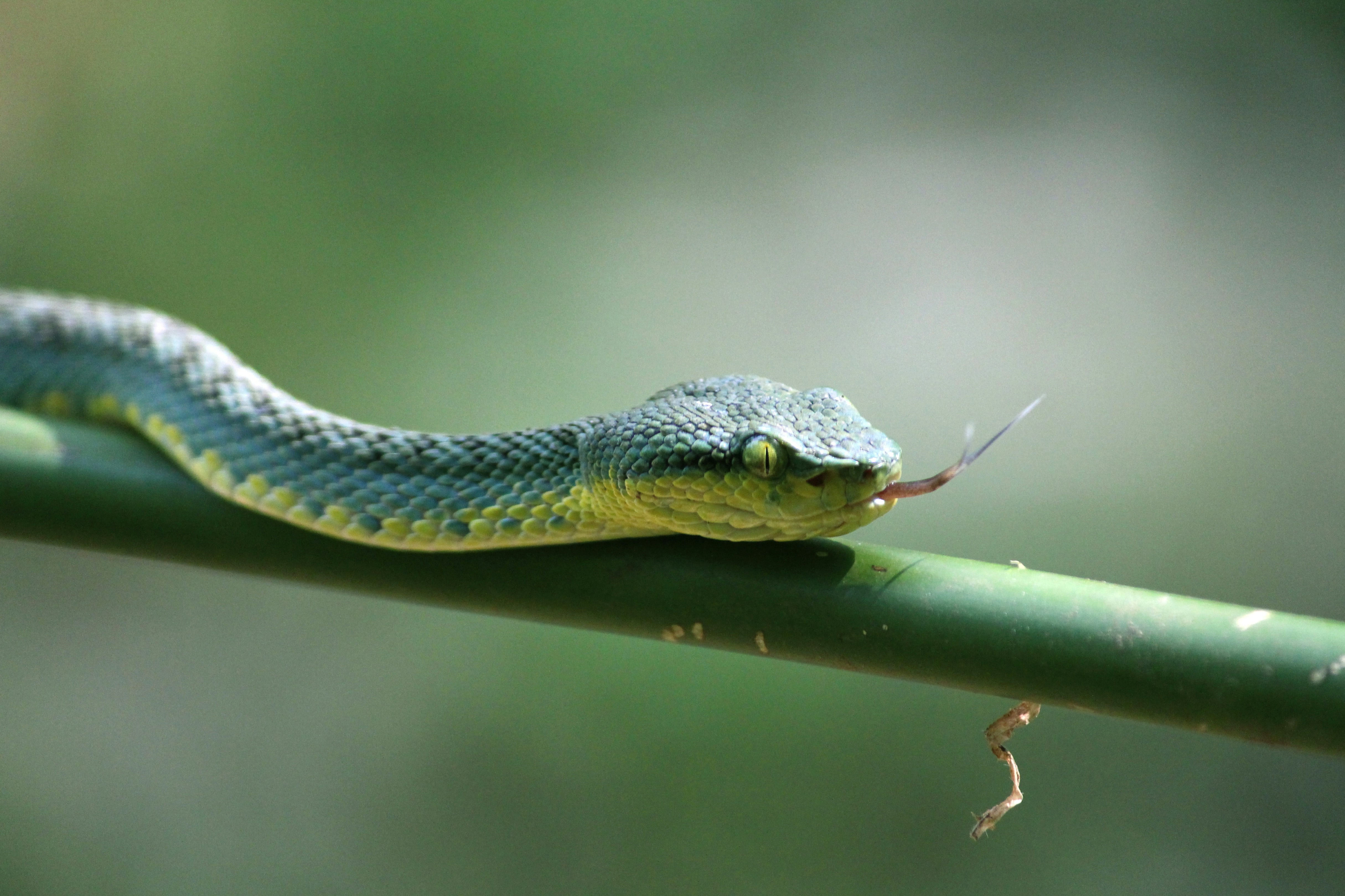 This green snake resting on a branch is another member of the pit viper family (likely a Bamboo Pit Viper or a closely related Trimeresurus species).